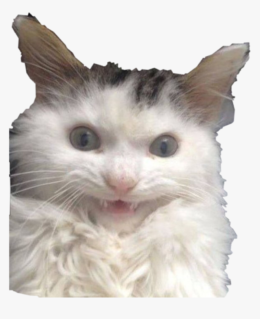 Nonsense Animal, HD Png Download