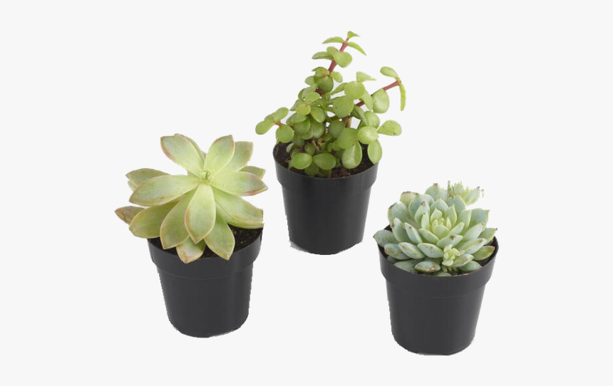 Flowerpot, HD Png Download