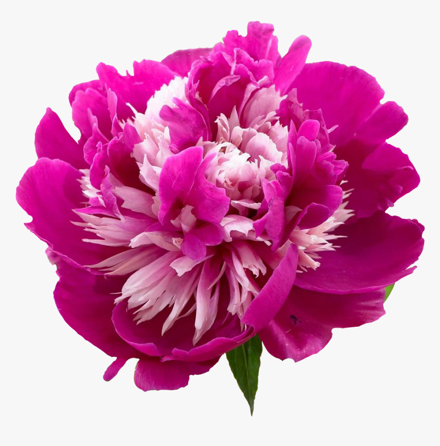 #flower #flowers #bloom #blossom #sun #sunny #spring, HD Png Download