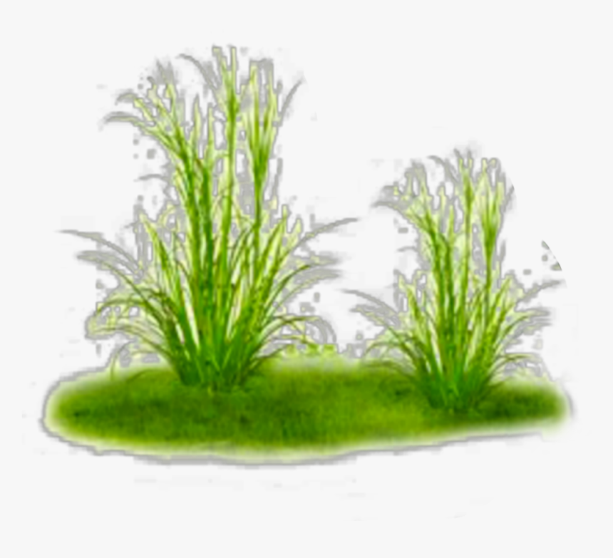 #ftestickers #nature #landscape #grass #groundcover - Freshwater Aquarium, HD Png Download