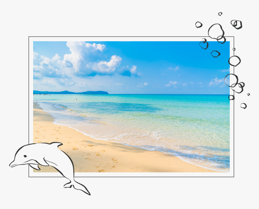 Common Bottlenose Dolphin, HD Png Download