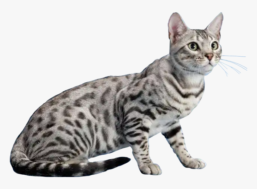 #cat #bengal #sitting #standing #cutout Not #freetoedit - Бенгальская Кошка Серая, HD Png Download