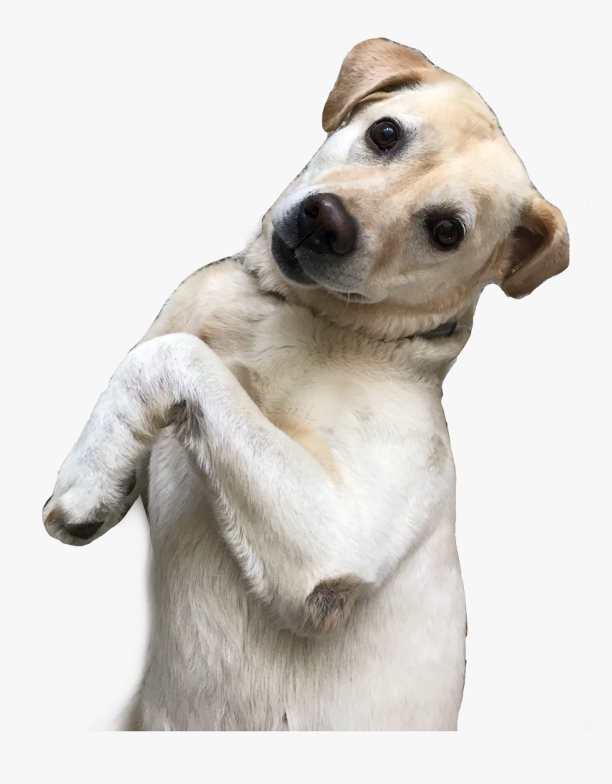 #labrador #dog #funnydog #freetoedit - Companion Dog, HD Png Download