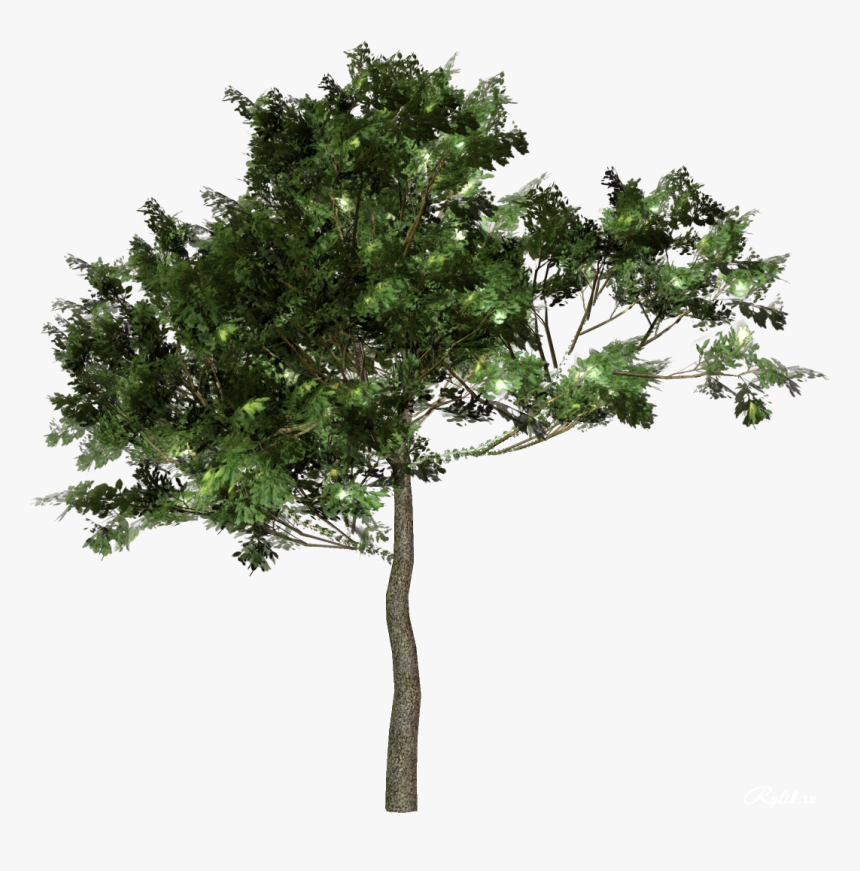 Tree Forest Clip Art - Transparent Old Trees, HD Png Download
