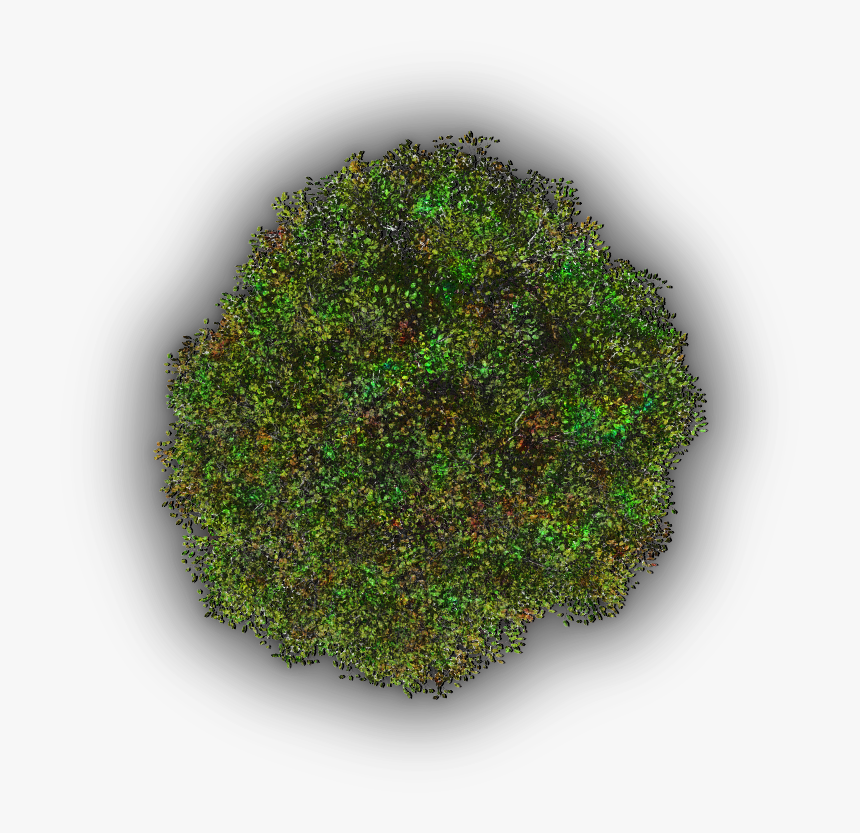 Moss, HD Png Download