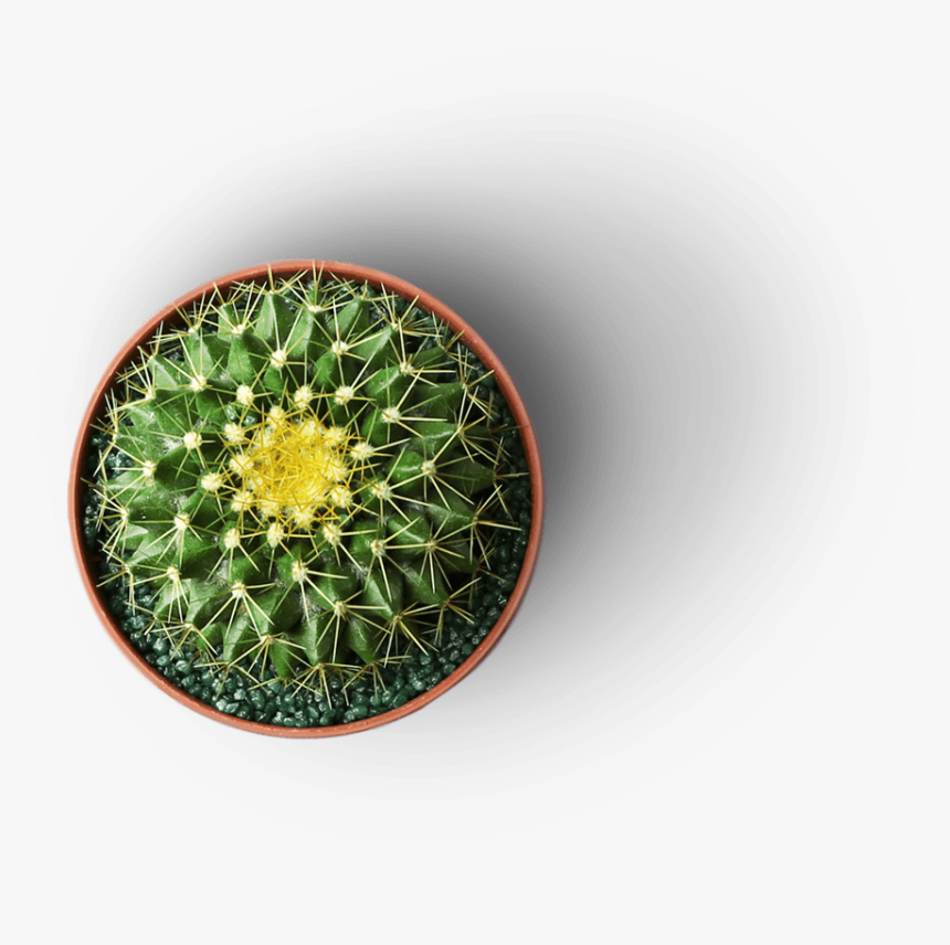 Weberocereus, HD Png Download