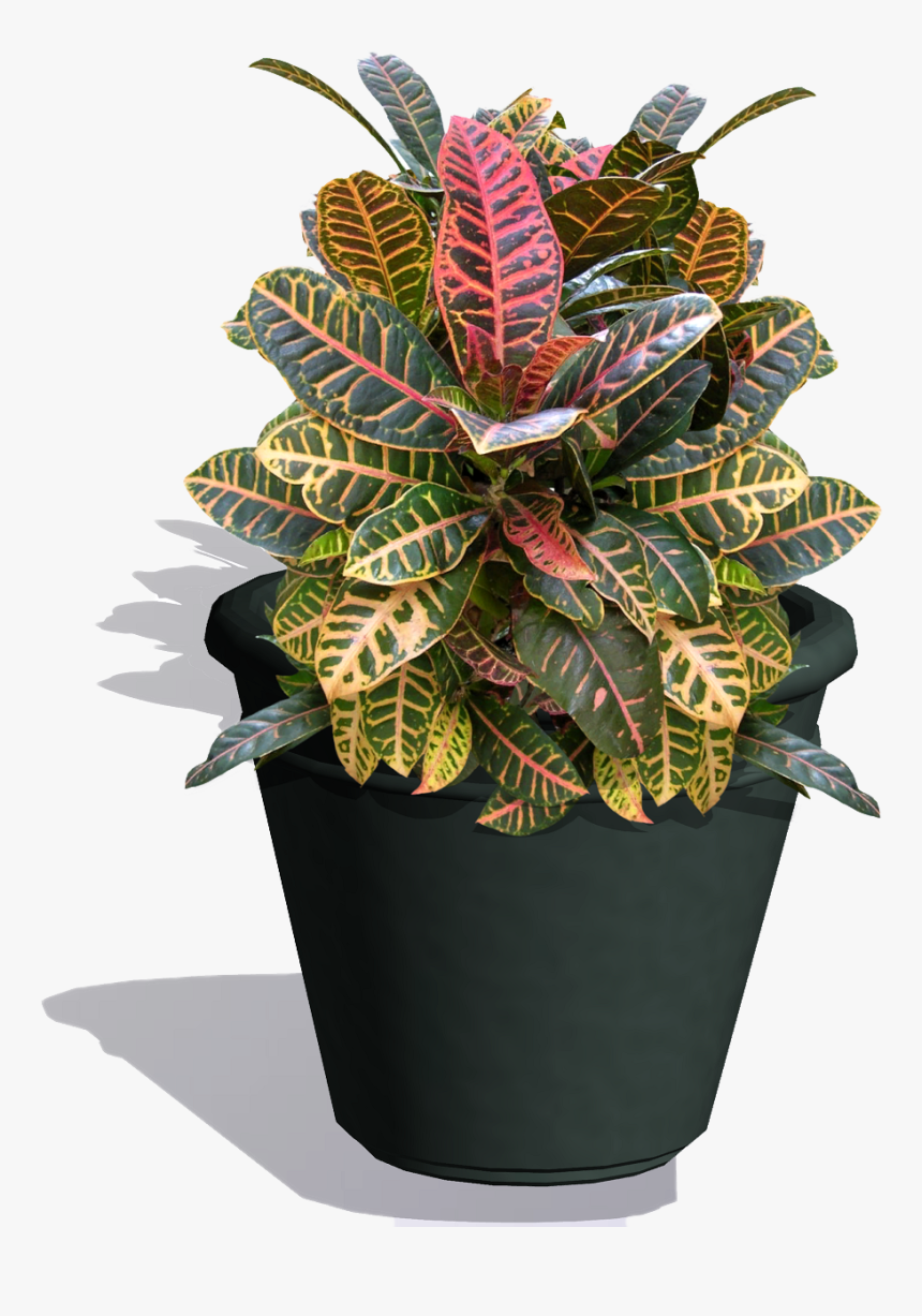 Houseplants Las Cruces - Flowerpot, HD Png Download