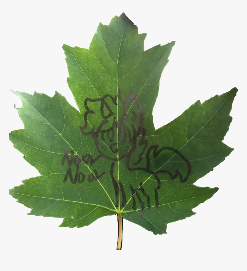 Maple Leaf, HD Png Download