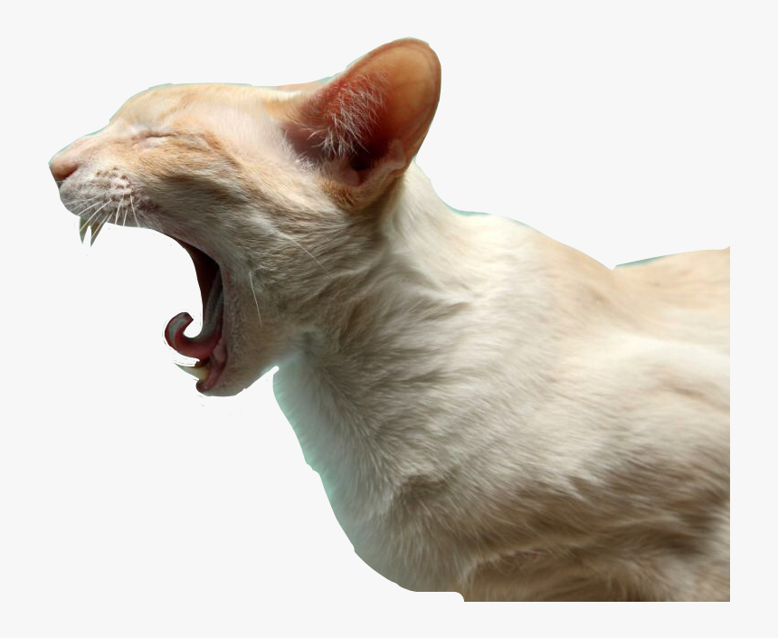 Funny Animal Pictures Black And White, HD Png Download , Transparent