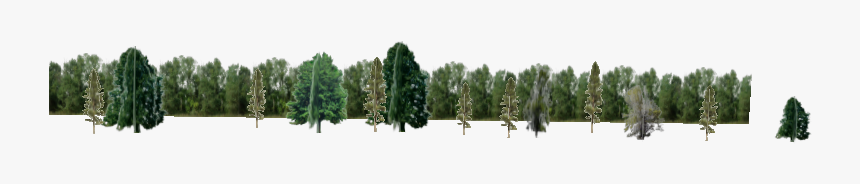 Christmas Tree, HD Png Download