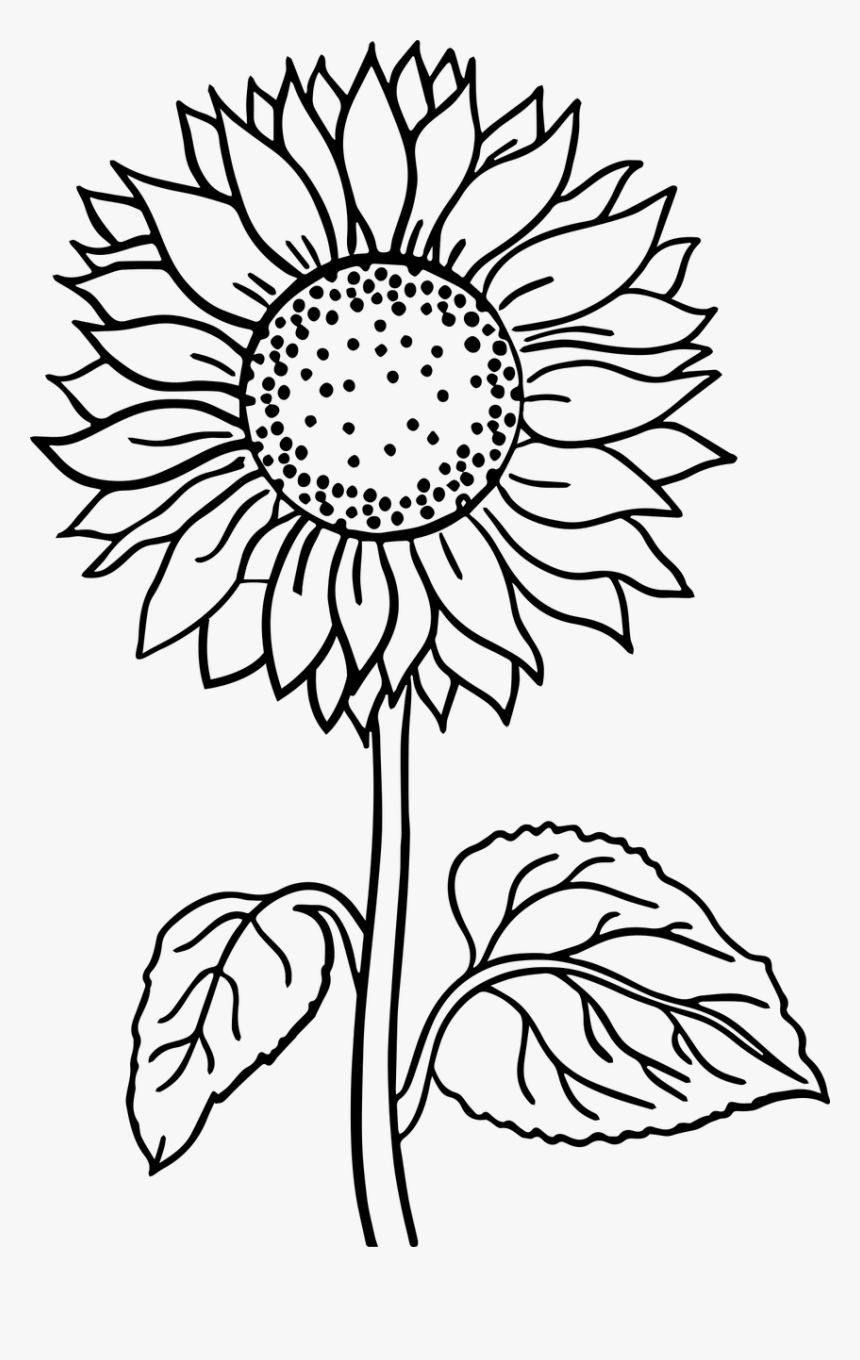 Flower Black And White Flower Line Art Free Photo, HD Png Download