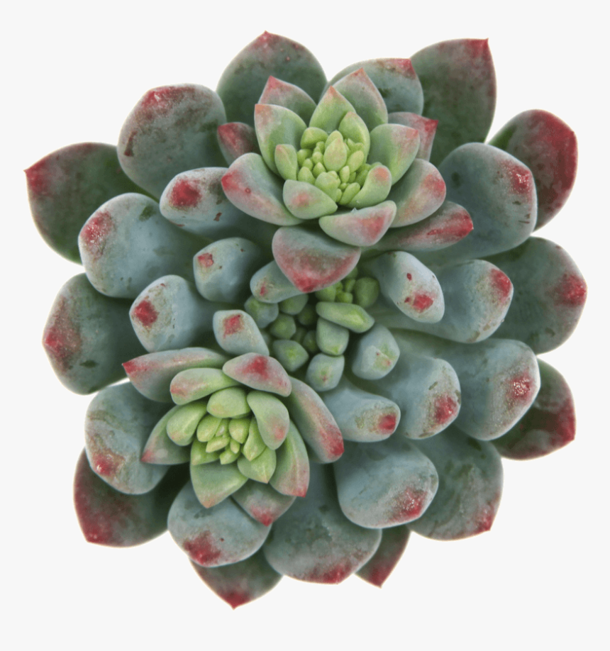 Echeveria Blue Elf, HD Png Download
