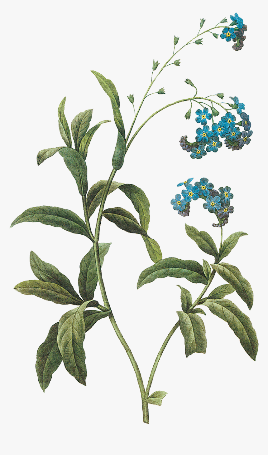 0 84f37 C074c808 Orig - Flowers Joseph Pierre Redoute, HD Png Download