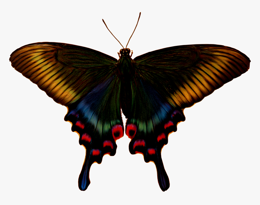 Brush-footed Butterfly, HD Png Download