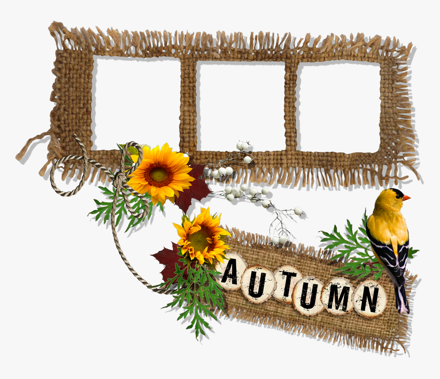 Sunflower, HD Png Download