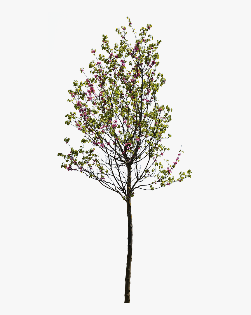 Cercis Siliquastrum Tree Cut Out, HD Png Download