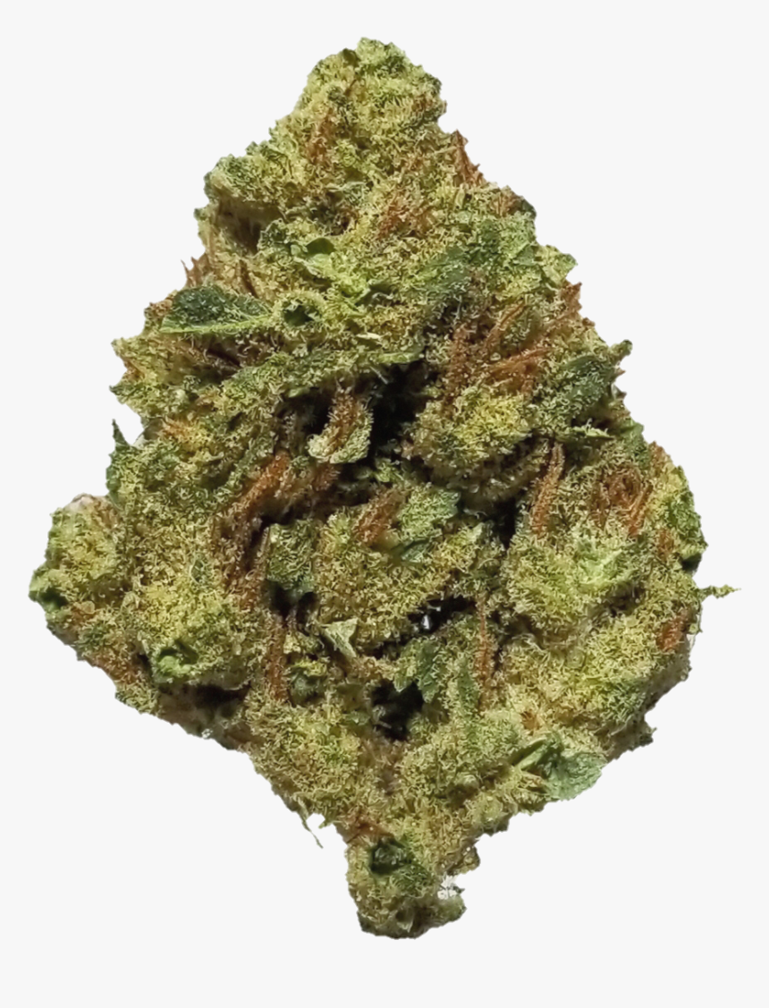 Canadian Fir, HD Png Download