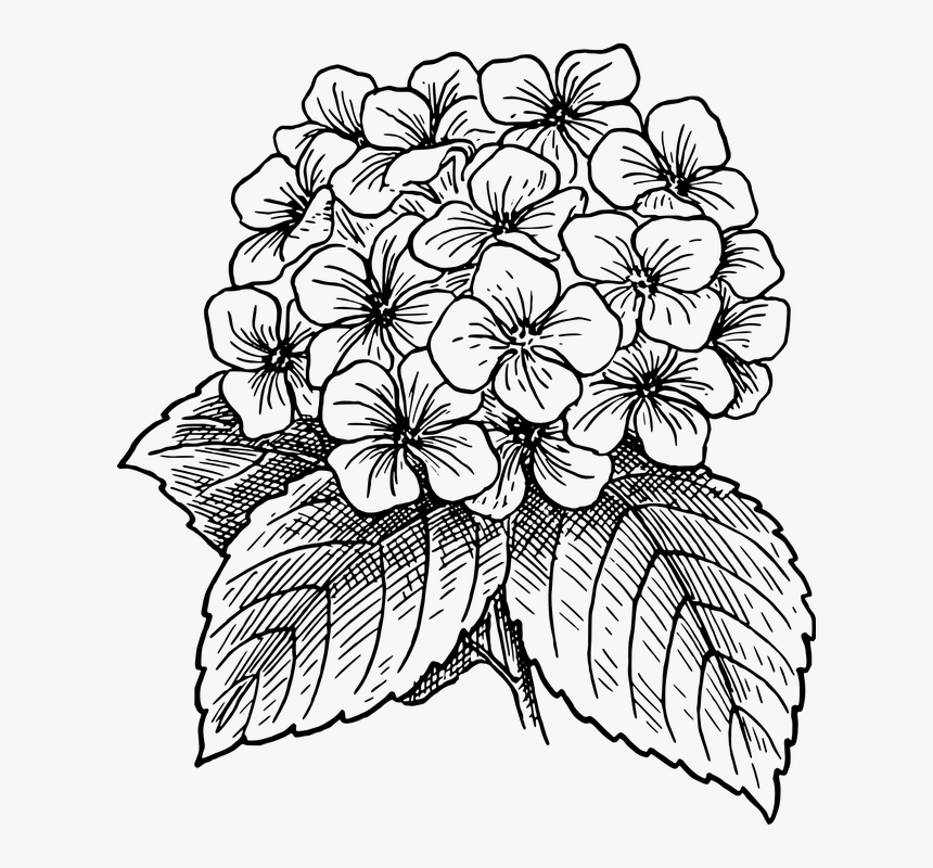 Hydrangea Clipart Black And White, HD Png Download , Transparent Png ...