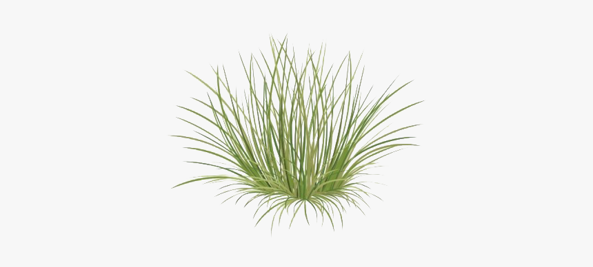 Green Beach Grass Png Image - Beach Grass Png, Transparent Png