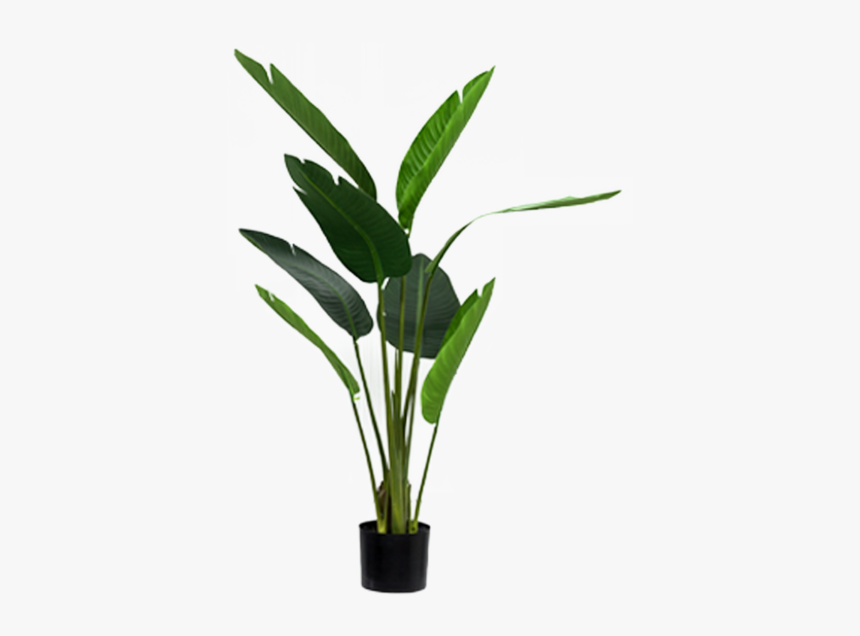 Houseplant, HD Png Download