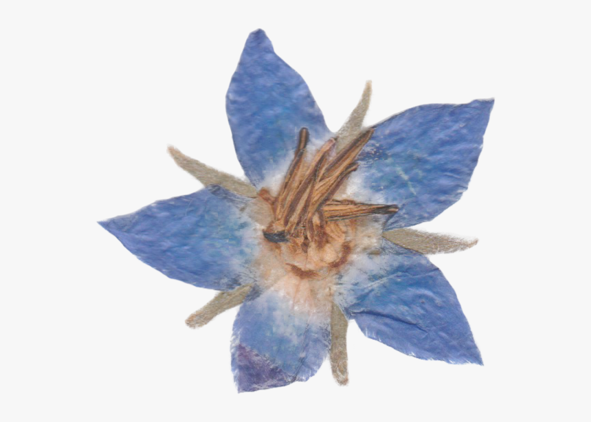 Congraphic1 03 13 - Watercolor Paint, HD Png Download