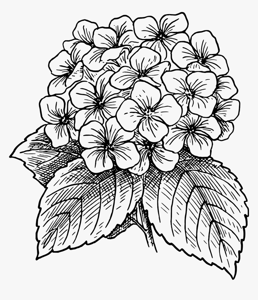 Hydrangea Clipart Black And White, HD Png Download