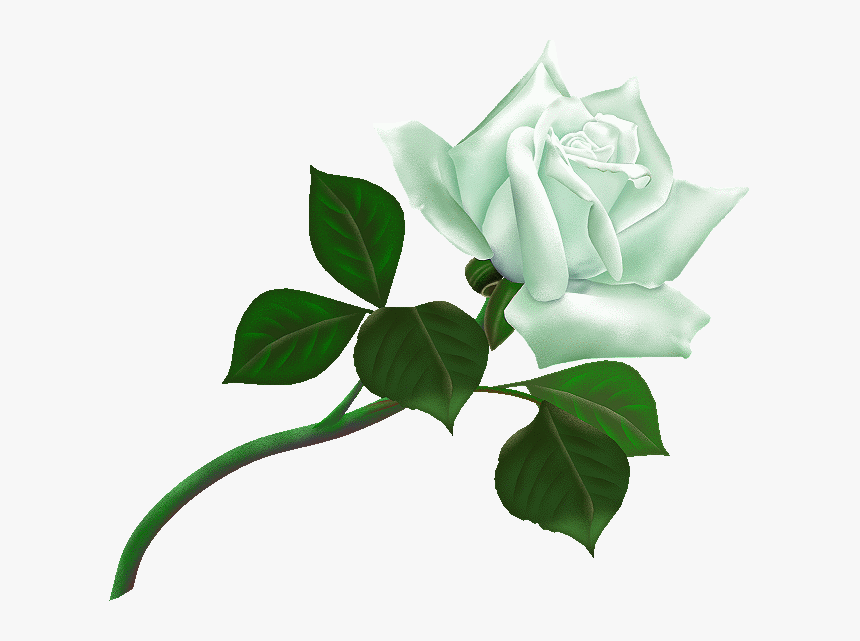 Transparent Background White Roses Clipart, HD Png Download