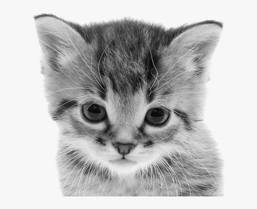 Caledon Animal Shelter Adoptions, HD Png Download