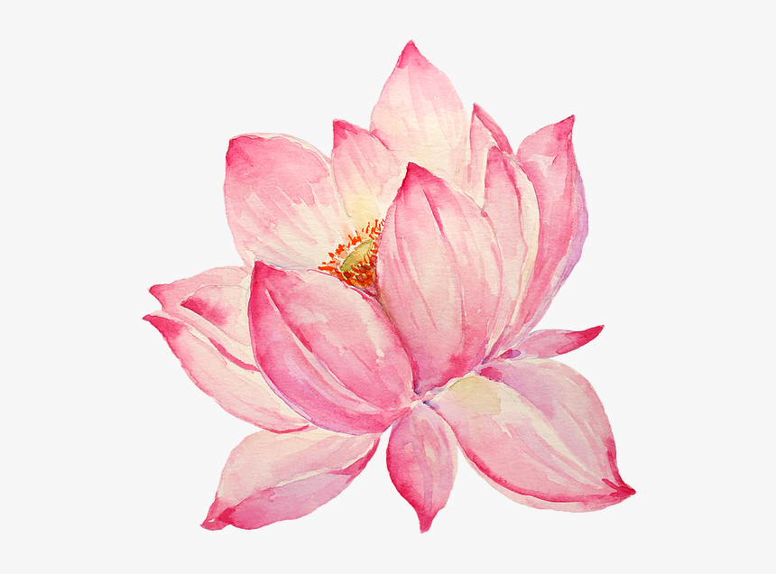 Lotus Water Color, HD Png Download
