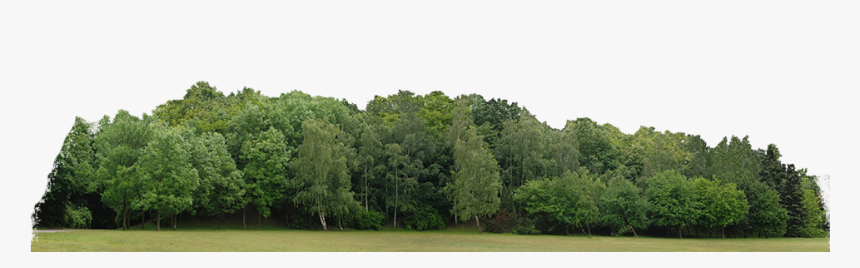 Png Tree Line Transparent Png Transparent Png Image Pngitem