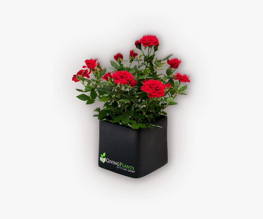 Corporate Logo Gift Plants - Red Rose Pot Plants, HD Png Download