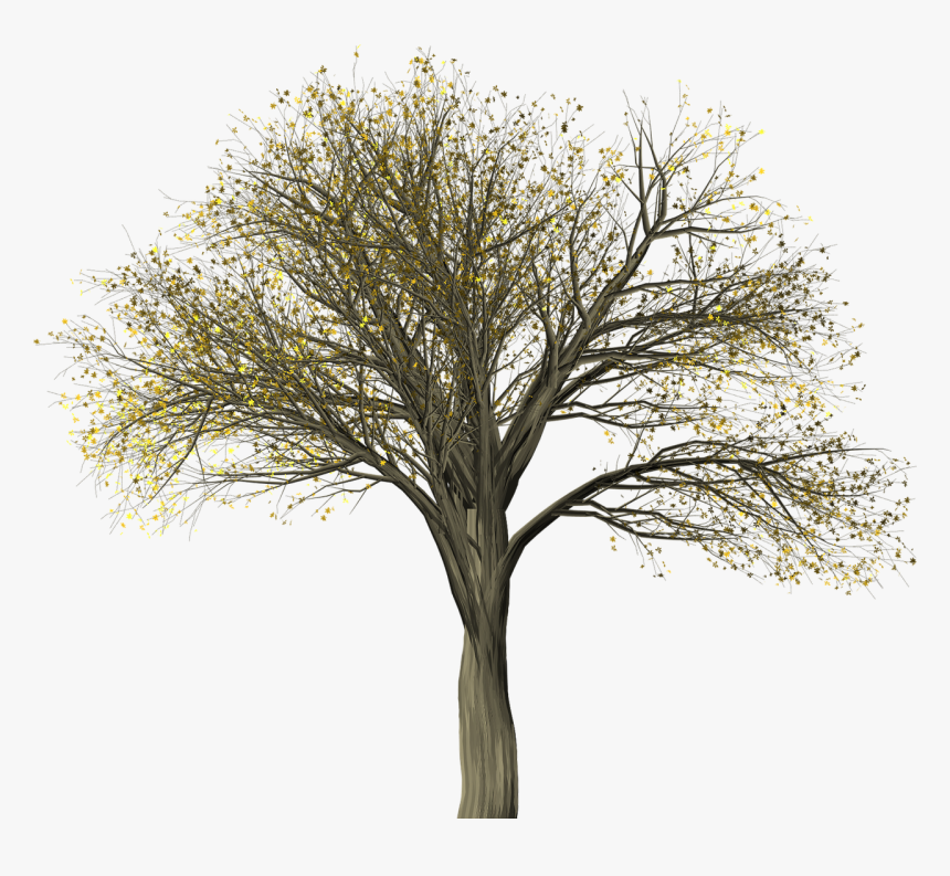 Tree,elm,elm Pictures, Free Photos, Free Images, Royalty - American Elm Tree Silhouette Png, Transparent Png