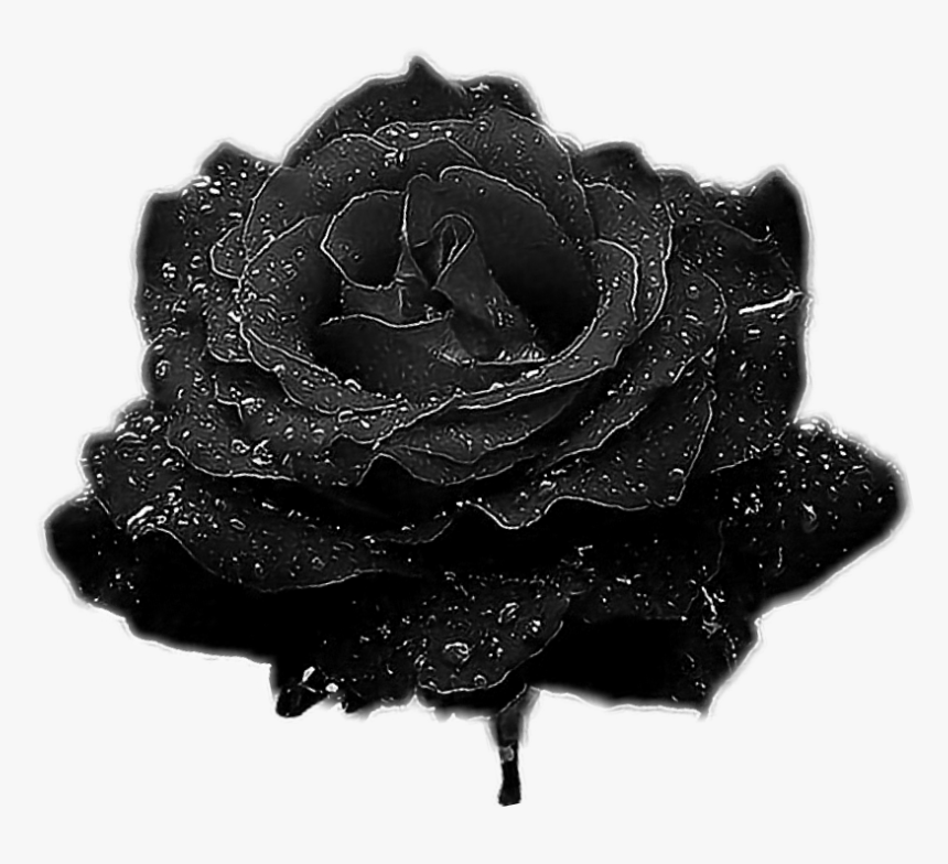 #rose #blackrose - Garden Roses, HD Png Download