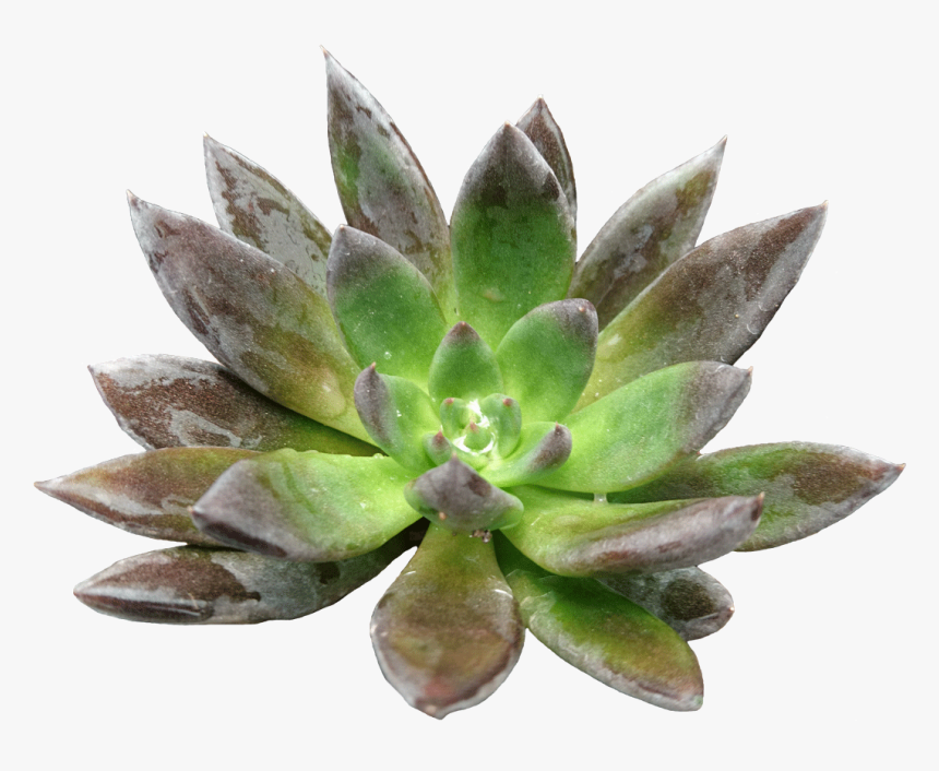 Agave, HD Png Download