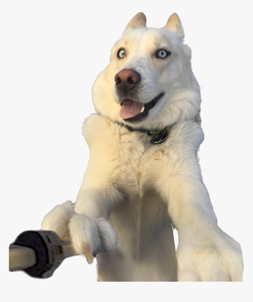 Dog Taking Selfie Png, Transparent Png