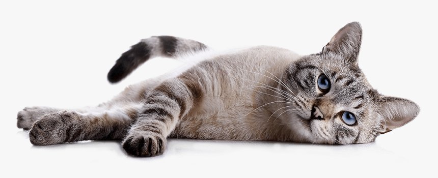Cat, HD Png Download