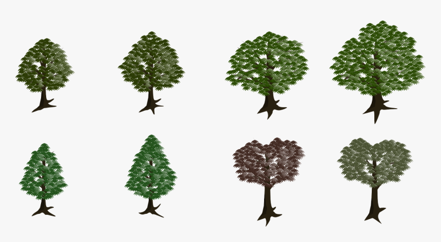 Lodgepole Pine, HD Png Download