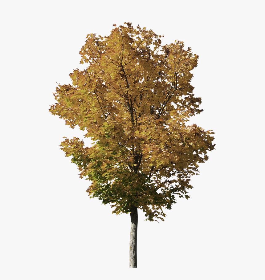 Bg - Gambel Oak, HD Png Download