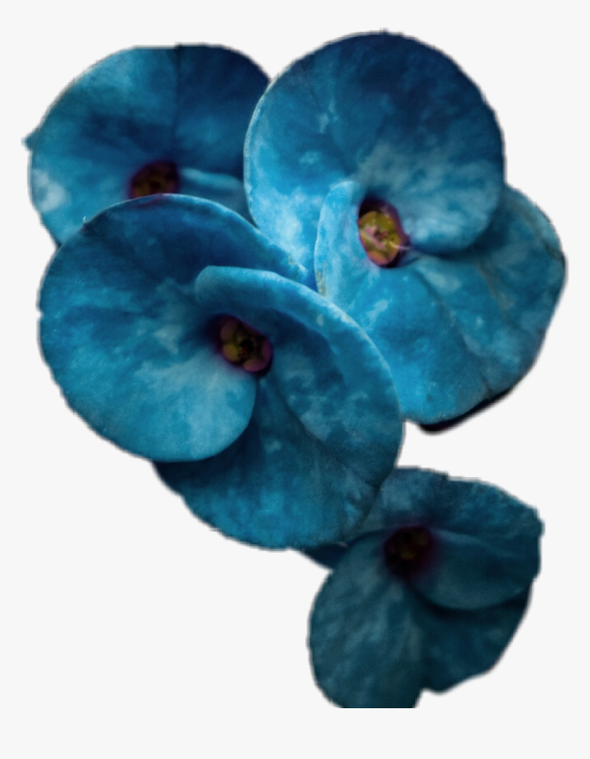 #blue #blueflower #blossom, HD Png Download