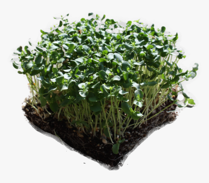 Flax Edited Nobg - Moss, HD Png Download