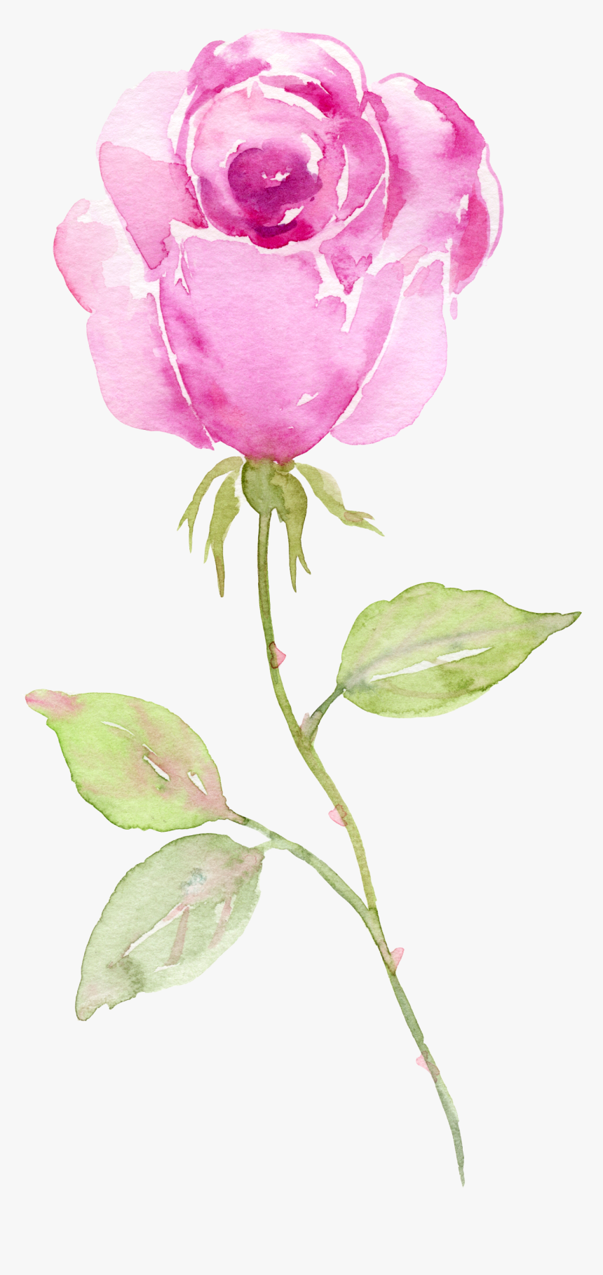 Garden Roses, HD Png Download