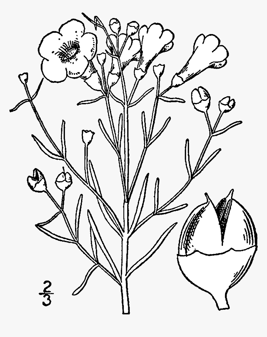 Agalinis Maritima Drawing - Agalinis Maritima, HD Png Download