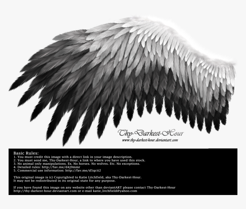 Black To White Wings , Png Download - White And Black Wings, Transparent Png