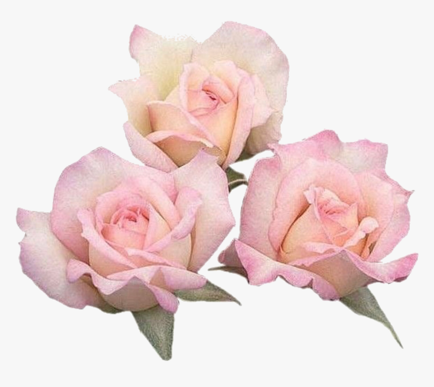 Floribunda, HD Png Download