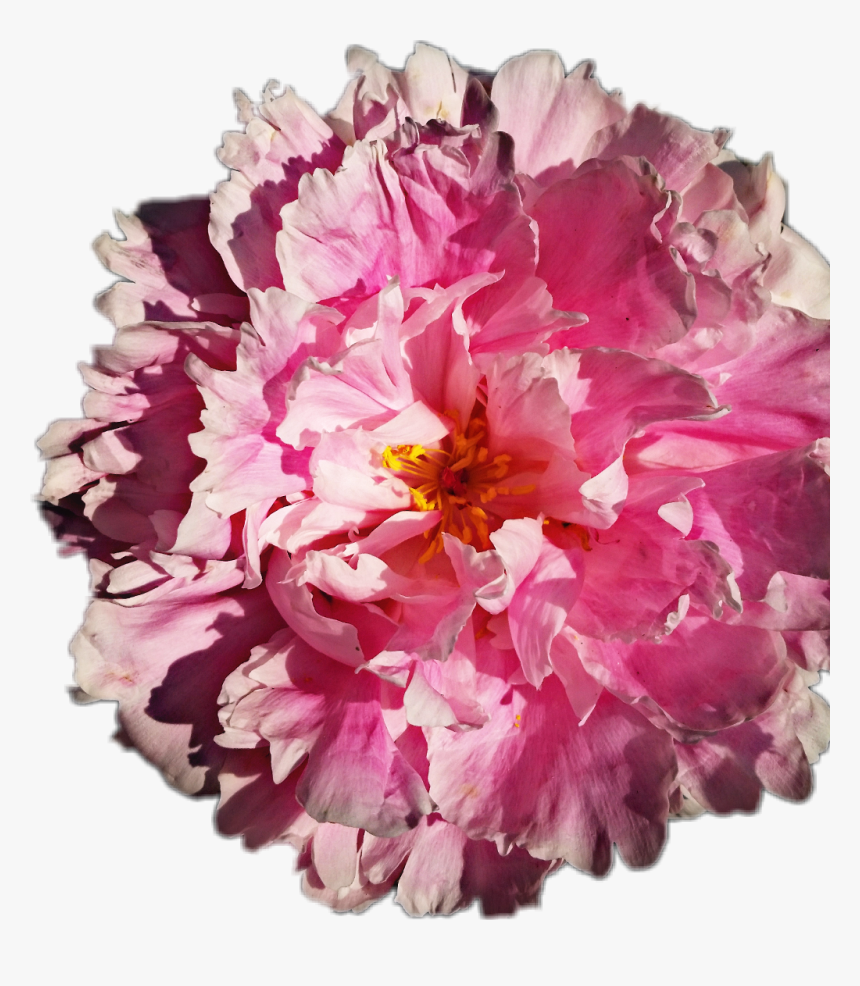 Common Peony, HD Png Download
