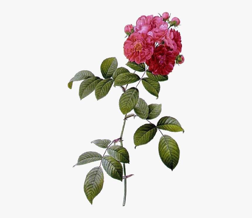 Rosa Multiflora, HD Png Download