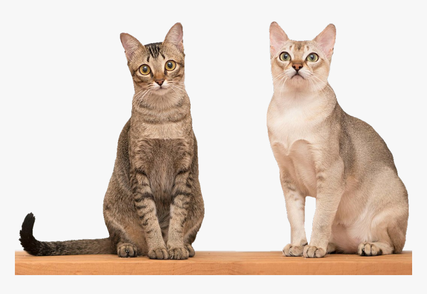 #freetoedit #cat #cats #kitty #kitties #feline #felines - Todas Las Razas Gato, HD Png Download