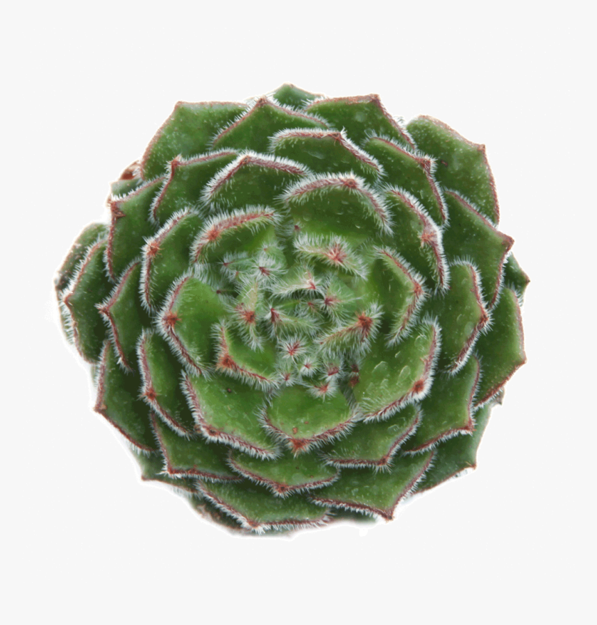 Echeveria Setosa Ciliata, HD Png Download