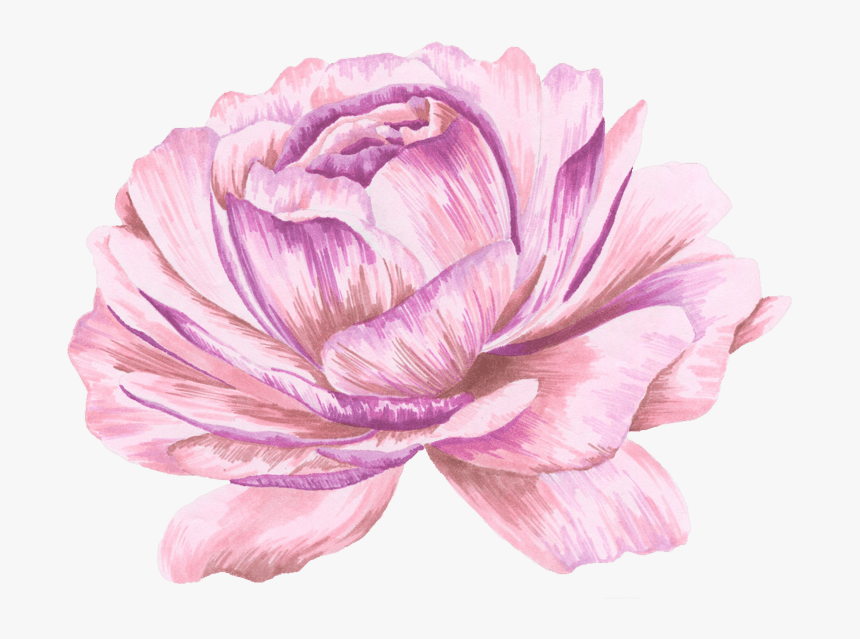 植物花卉墙画矢量元素, HD Png Download