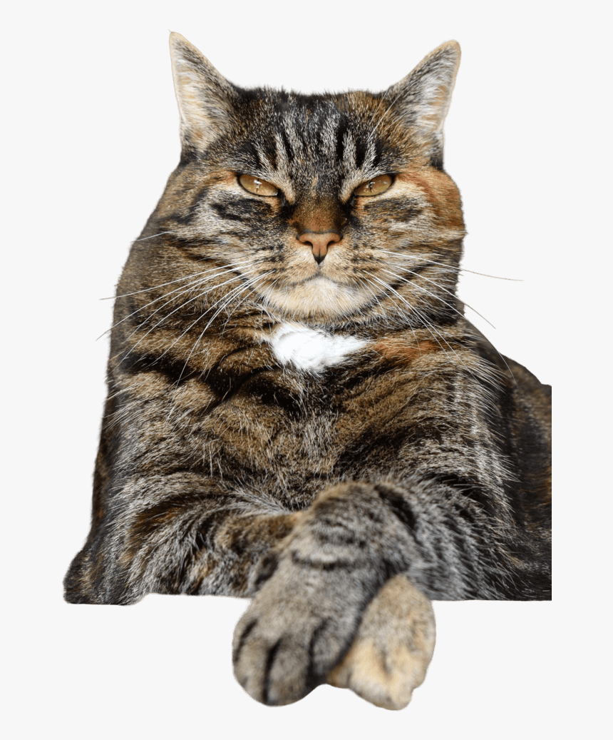 If Your Cat Could Text You It Wouldn T, HD Png Download